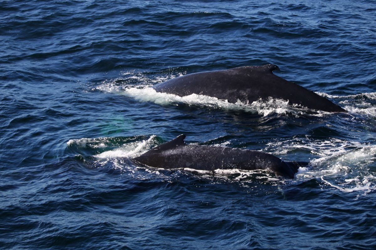 Cape Cod 1-Day Tour from Boston