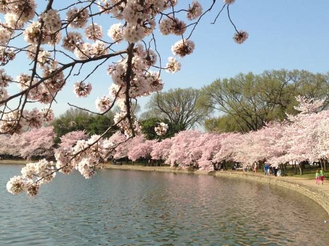 Washington D.C. Cherry Blossom 1-Day Tour from New York