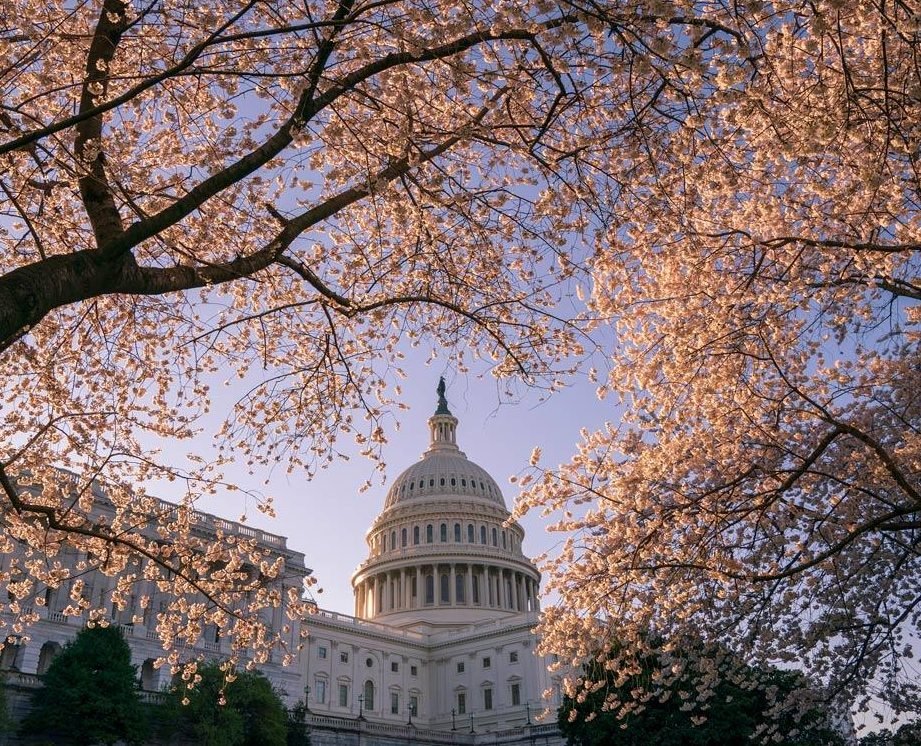 Small Group No More Than 12 Guests |  Half-day Cherry Blossom Tour of Washington