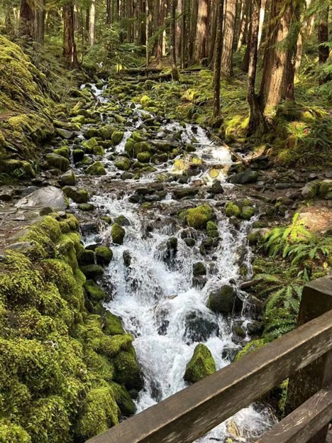 1 Day Tour Through the Forks and Olympic National Park