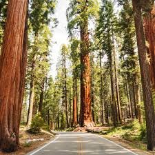 Los Angeles+ San Francisco+ Redwood National and State Parks+ Crater Lake national park+ Mt. Rainier National Park+ Seattle+ Amtrak Coast Starlight 10-day Tour