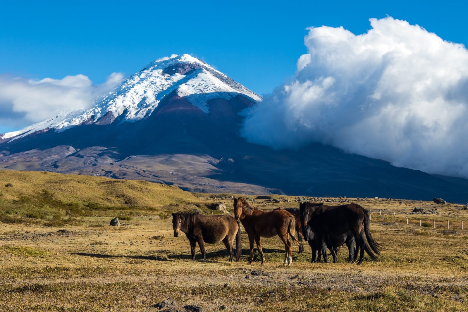 5 Days and 4 Nights Tour of Ecuador, Quito, Otavalo, and Cotopaxi National Park