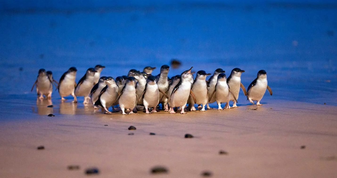 Australia  3 Day Tour of Phillip Island, Great Ocean Road, and Melbourne City Day Tour from Melbourne
