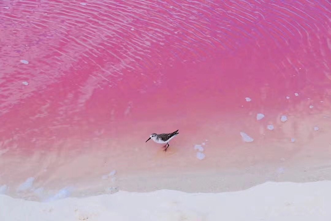 Small Group No More Than 13 Guests | Leave Your Wallet at Home to Unpack a Romantic Runaway! | Las Coloradas Pink Lake and Cenote 1-Day Tour 
