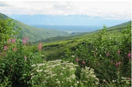 “Midnight Sun”2026 Alaska Summer Season | Hatcher Pass Day Tour