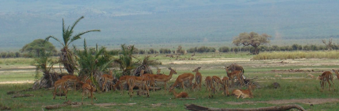 [Platinum] 8 Days and 7 Nights Tour from Nairobi to Maasai Mara and Amboseli National Park w/ 5 Star Lodges & Safari Tour with 4WD Land Cruiser Jeep