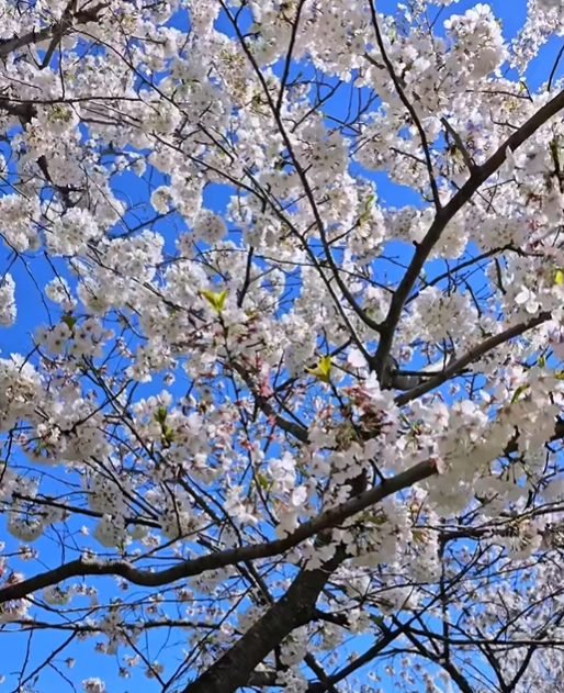Washington D.C. Cherry Blossom + Smithsonian National Zoological Park + Old Town Alexandria 2-Day Tour