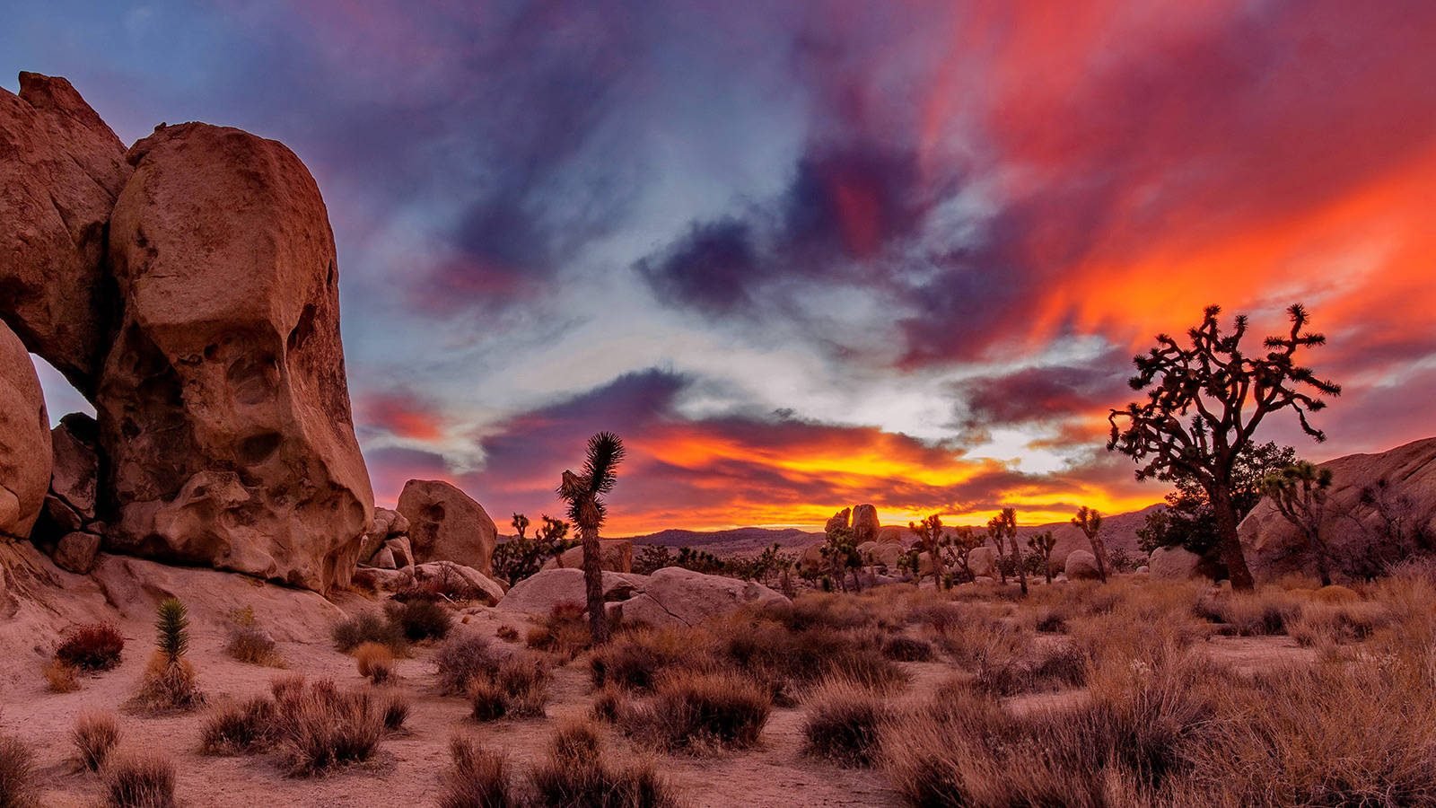 Small Group Tour (No more than 13 people) | Joshua Tree National Park In-Depth 1-Day Tour (English-speaking tour, departing Thursdays and Saturdays)