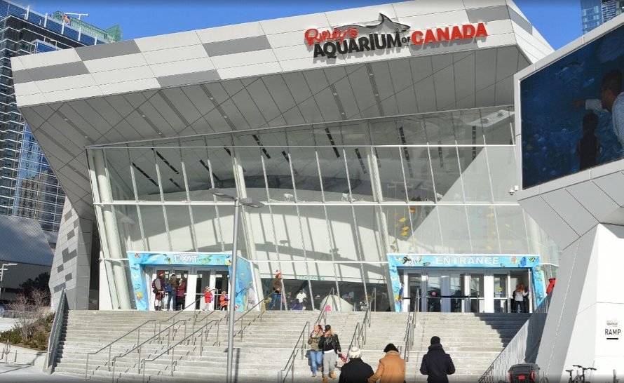 Max of 13 guests per group | 1 Day Sightseeing in Toronto City