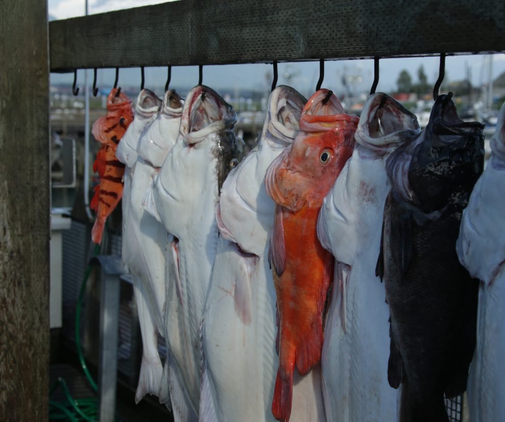  “Midnight Sun”2026 Alaska Summer Season | Anchorage, Denali & Fairbanks: 6 Days and 5 Nights National Park Exploration 