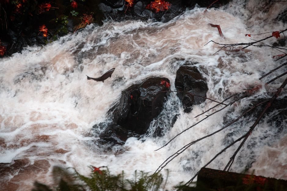 Local Exploration ‖ 1 Day Tour Through Weaver Creek Salmon Watching and  Harrison Hot Springs
