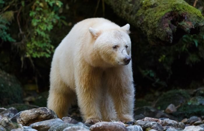 Small Group of No More Than 12 Guests | Great Bear Rainforest Center丨Shannon Falls+Belarko Wildlife Observation Deck+Bella Coola+Nantweedsmuir Provincial Park 5-Day Tour