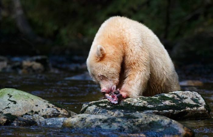 6 Day Great Bear Rainforest Exploration Tour